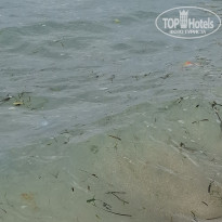 фото из отзыва ID 2727282