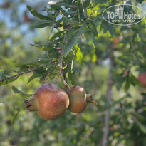 фото из отзыва ID 2727455