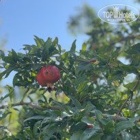 фото из отзыва ID 2727455