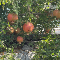 фото из отзыва ID 2727455