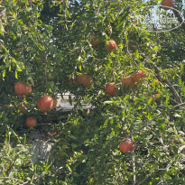 фото из отзыва ID 2727455