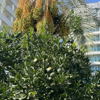 фото из отзыва ID 2727455