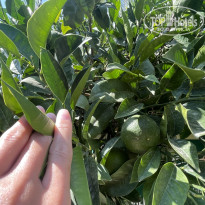 фото из отзыва ID 2727455