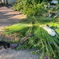 фото из отзыва ID 2727488