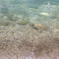 фото из отзыва ID 2727524