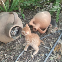 фото из отзыва ID 2727549