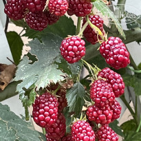 фото из отзыва ID 2727805