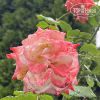 фото из отзыва ID 2727805