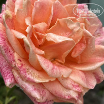 фото из отзыва ID 2727805