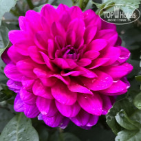 фото из отзыва ID 2727805