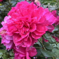 фото из отзыва ID 2727805