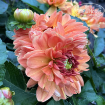 фото из отзыва ID 2727805