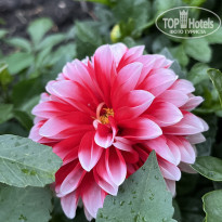 фото из отзыва ID 2727805