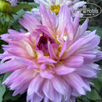 фото из отзыва ID 2727805