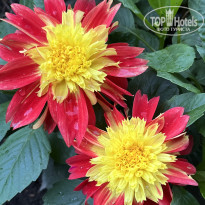 фото из отзыва ID 2727805