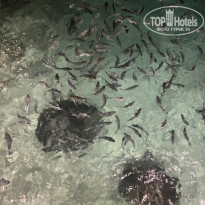 фото из отзыва ID 2728092