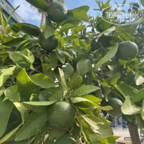 фото из отзыва ID 2728357