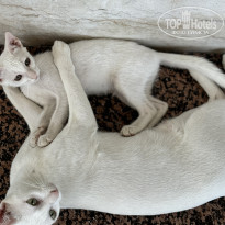 фото из отзыва ID 2728425