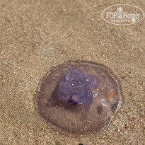 фото из отзыва ID 2728427