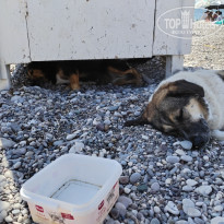 фото из отзыва ID 2728440