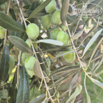 фото из отзыва ID 2728611