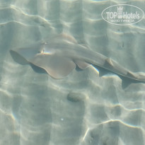 фото из отзыва ID 2728672