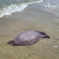 фото из отзыва ID 2728691