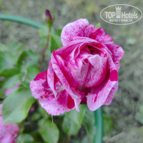 фото из отзыва ID 2728722