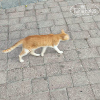 фото из отзыва ID 2728959