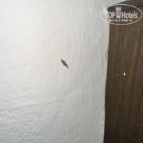 фото из отзыва ID 2729020