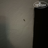 фото из отзыва ID 2729020