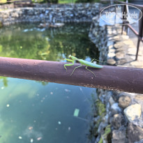 фото из отзыва ID 2729097