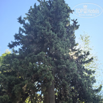 фото из отзыва ID 2729097