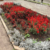 фото из отзыва ID 2729097