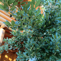 фото из отзыва ID 2729318