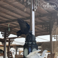 фото из отзыва ID 2729486