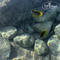 фото из отзыва ID 2729486