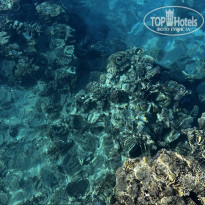 фото из отзыва ID 2729486