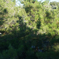 фото из отзыва ID 2722824