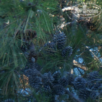 фото из отзыва ID 2722824