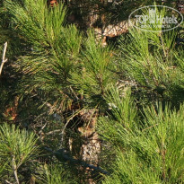 фото из отзыва ID 2722824