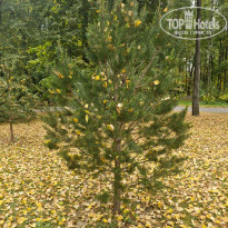 фото из отзыва ID 2729527