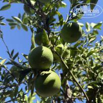 фото из отзыва ID 2729547