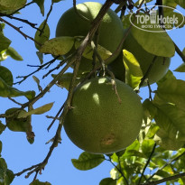 фото из отзыва ID 2729547