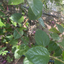 фото из отзыва ID 2729694