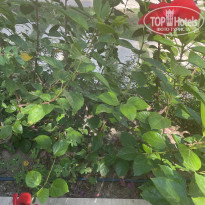 фото из отзыва ID 2729694