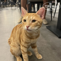 фото из отзыва ID 2729694