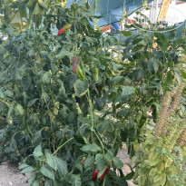 фото из отзыва ID 2729694