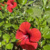 фото из отзыва ID 2729694