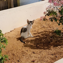 фото из отзыва ID 2729781